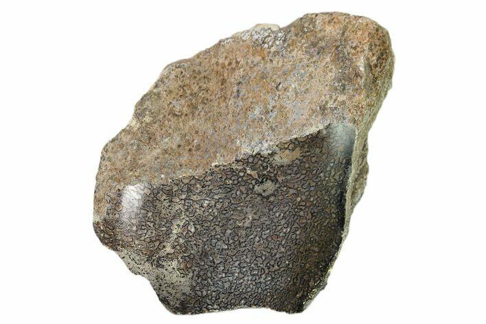 Polished Dinosaur Bone (Gembone) Section - Utah #151428